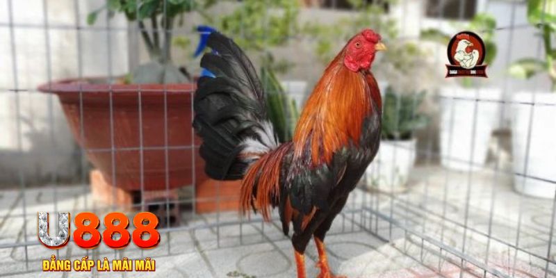 vina24h game máy bay nổ hũ